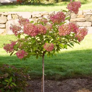 Гортензія волотиста – Hydrangea paniculata Phantom (на штамбі) (висота Pa 80-100 см, горщик 10л)