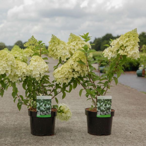 Гортензія волотиста – Hydrangea paniculata Polar Bear (висота H 40-60 см, горщик 5л)