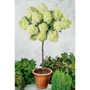 Гортензія волотиста – Hydrangea paniculata Prime White (на штамбі) (висота Pa 100-120 см, горщик 10л)