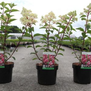 Гортензія волотиста – Hydrangea paniculata Vanille Fraise (висота H 40-60 см, горщик 5л)