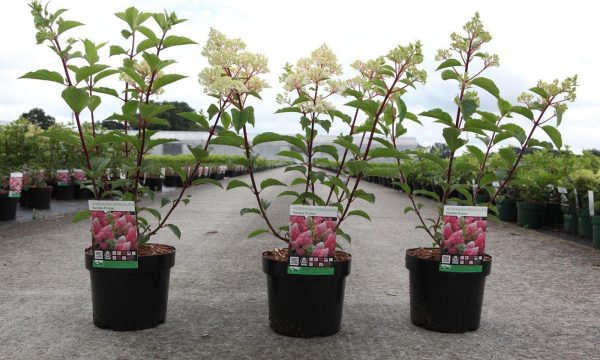 Гортензія волотиста – Hydrangea paniculata Vanille Fraise (висота H 40-60 см, горщик 5л)