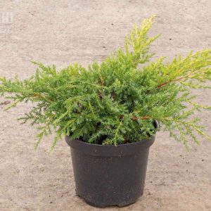 Ялівець середній – Juniperus pfitzeriana Gold Kissen (діаметр D 25-40 см, горщик 7.5л)