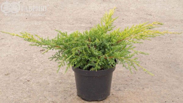 Ялівець середній – Juniperus pfitzeriana Gold Kissen (діаметр D 25-40 см, горщик 7.5л)