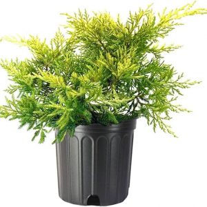 Ялівець середній – Juniperus pfitzeriana Saybrook Gold (діаметр D 25-40 см, горщик 7.5л)