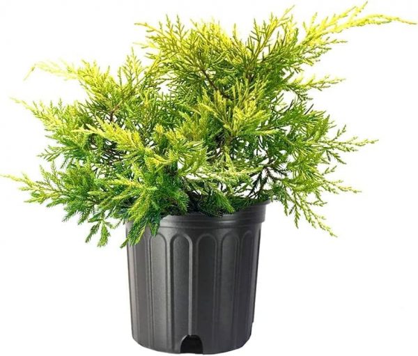 Ялівець середній – Juniperus pfitzeriana Saybrook Gold (діаметр D 25-40 см, горщик 7.5л)