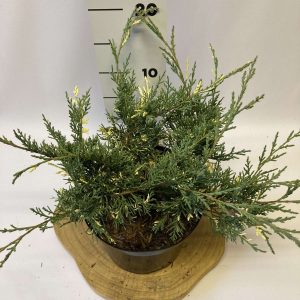 Ялівець середній – Juniperus pfitzeriana White Splash (діаметр D 20-30 см, горщик 7.5л)