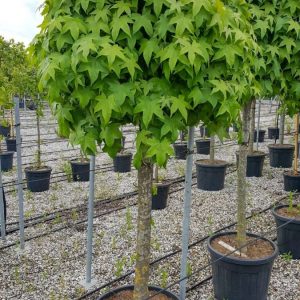 Ліквідамбар смолоносний - Liquidambar styraciflua (на штамбі) (висота Pa 200+ см, горщик 15/25л)