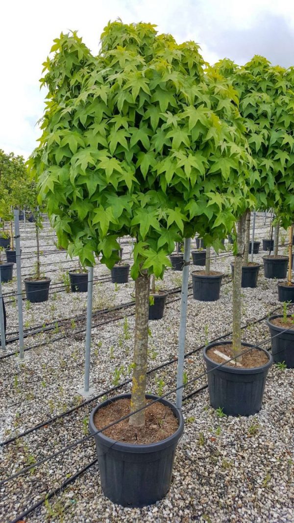 Ліквідамбар смолоносний - Liquidambar styraciflua (на штамбі) (висота Pa 200+ см, горщик 15/25л)