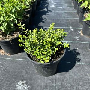 Жимолость Блискуча - Lonicera nitida Maigrun (діаметр D 20-30 см, горщик 3л)