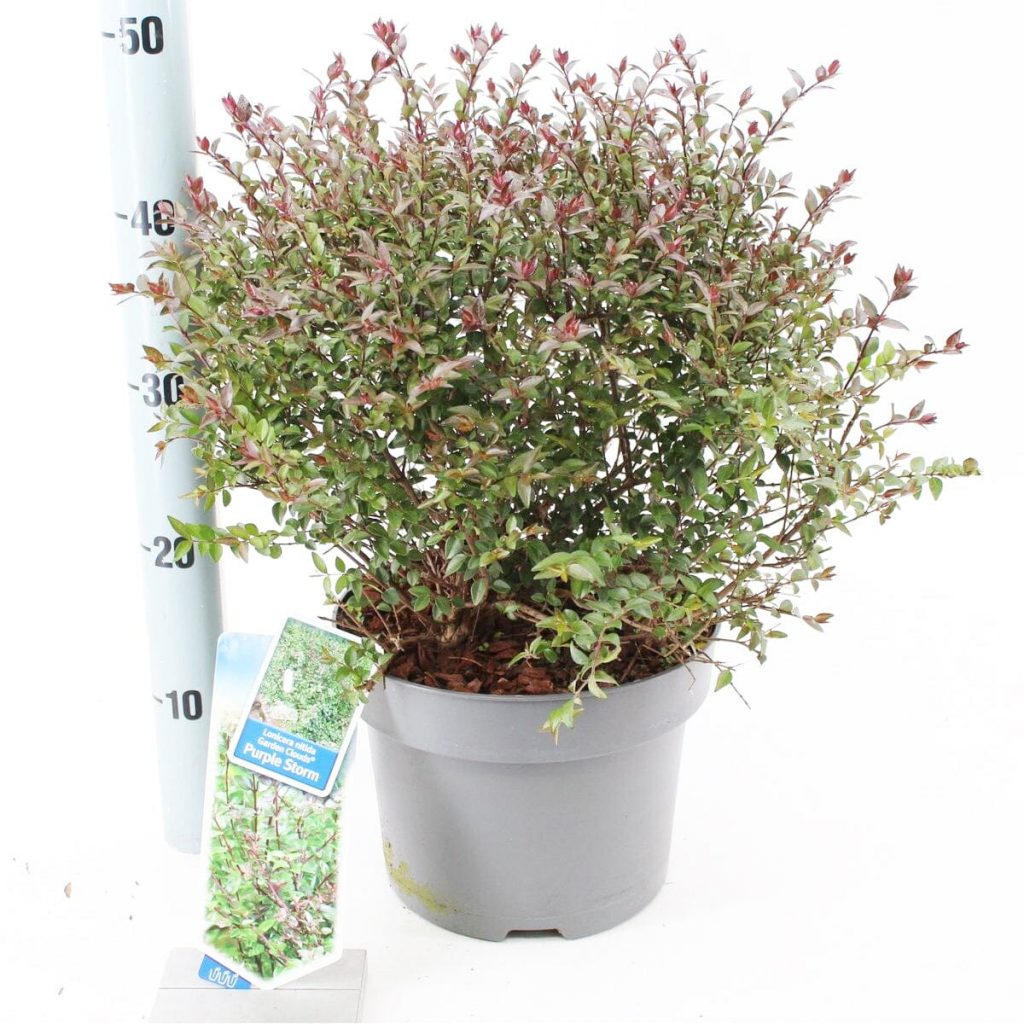- Lonicera nitida Purple Storm PBR ( D 20-30 ,   3) |           .