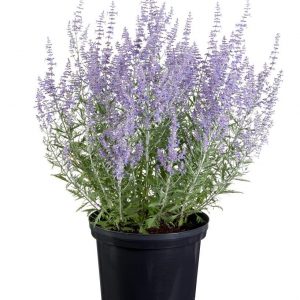 Перовскія - Perovskia atriplicifolia Lacey Blue PBR (висота H 30-40 см, горщик 3л)