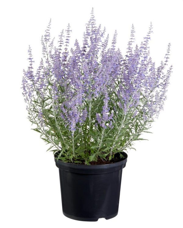 Перовскія - Perovskia atriplicifolia Lacey Blue PBR (висота H 30-40 см, горщик 3л)