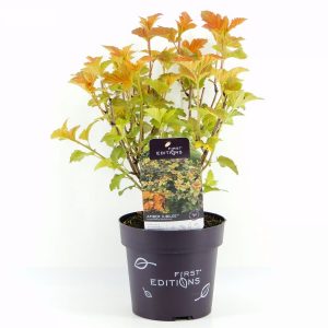 Пухироплідник – Physocarpus opulifolius Amber Jubile (висота H 30-40 см, горщик 3л)