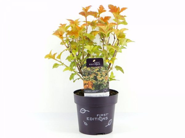 Пухироплідник – Physocarpus opulifolius Amber Jubile (висота H 30-40 см, горщик 3л)