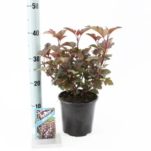 Пухироплідник – Physocarpus opulifolius Diabolo (висота H 30-40 см, горщик 3л)