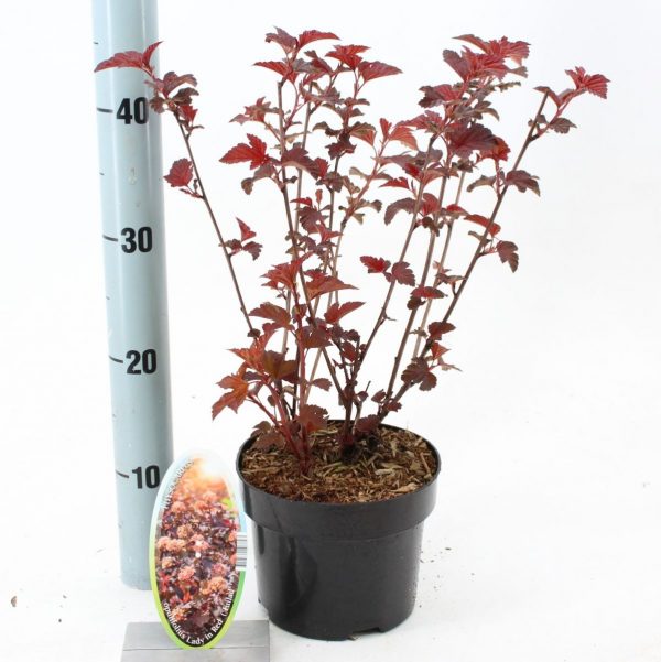 Пухироплідник – Physocarpus opulifolius Lady in Red (висота H 30-40 см, горщик 3л)