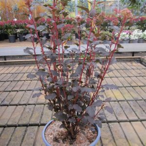 Пухироплідник – Physocarpus opulifolius Sweet Cherry Tea (висота H 30-40 см, горщик 3л)