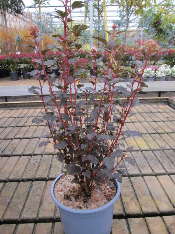 Пухироплідник – Physocarpus opulifolius Sweet Cherry Tea (висота H 30-40 см, горщик 3л)