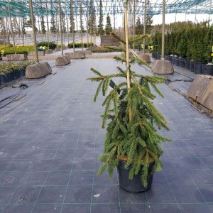 Ялина звичайна – Picea abies Inversa (висота H 60-80 см, горщик 20л)