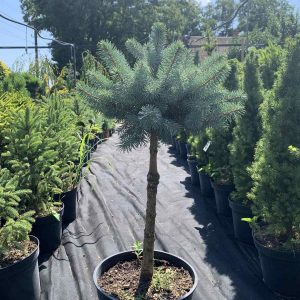 Ялина колюча - Picea pungens Super Blue Seedling (SBS) (на штамбі) (висота Pa 40-80 см, горщик 7.5л)