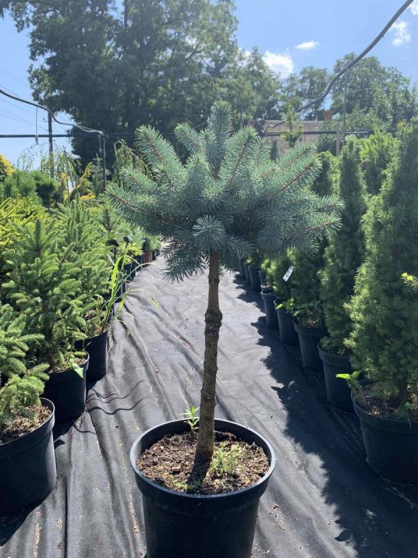 Ялина колюча - Picea pungens Super Blue Seedling (SBS) (на штамбі) (висота Pa 40-80 см, горщик 7.5л)