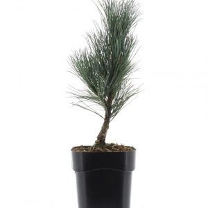 Сосна кедрова - Pinus cembra (висота H 30-50 см, горщик 3л)