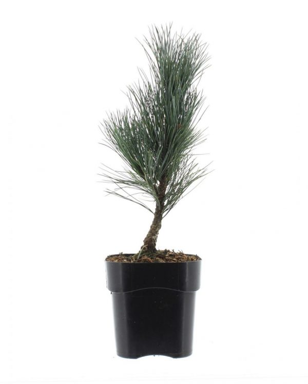 Сосна кедрова - Pinus cembra (висота H 30-50 см, горщик 3л)