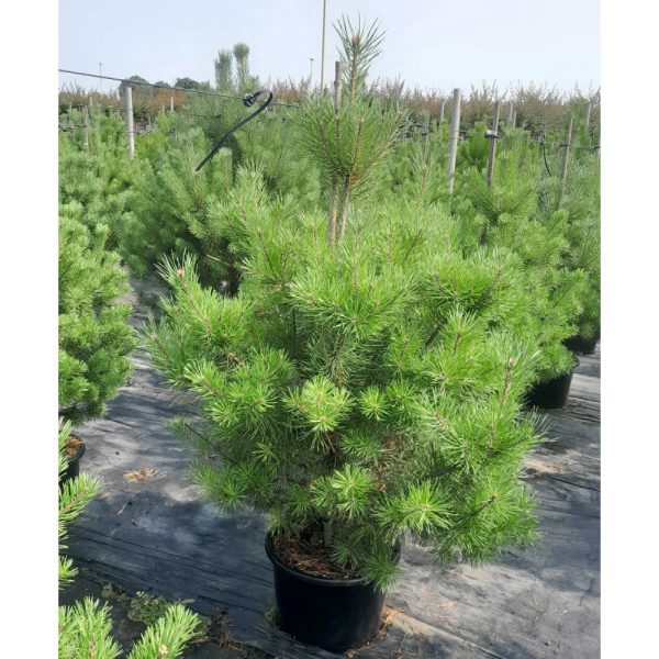 Сосна гімалайська - Pinus wallichiana (висота H 120-150 см, горщик 15л)