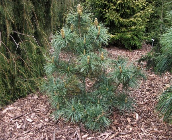 Сосна корейская - Pinus koraiensis Winton (висота H 80-100 см, горщик 15л)