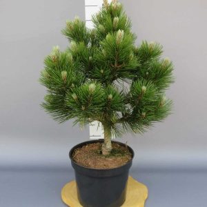 Сосна білокора - Pinus leucodermis Compact Gem (висота H 60-80 см, горщик 15л)