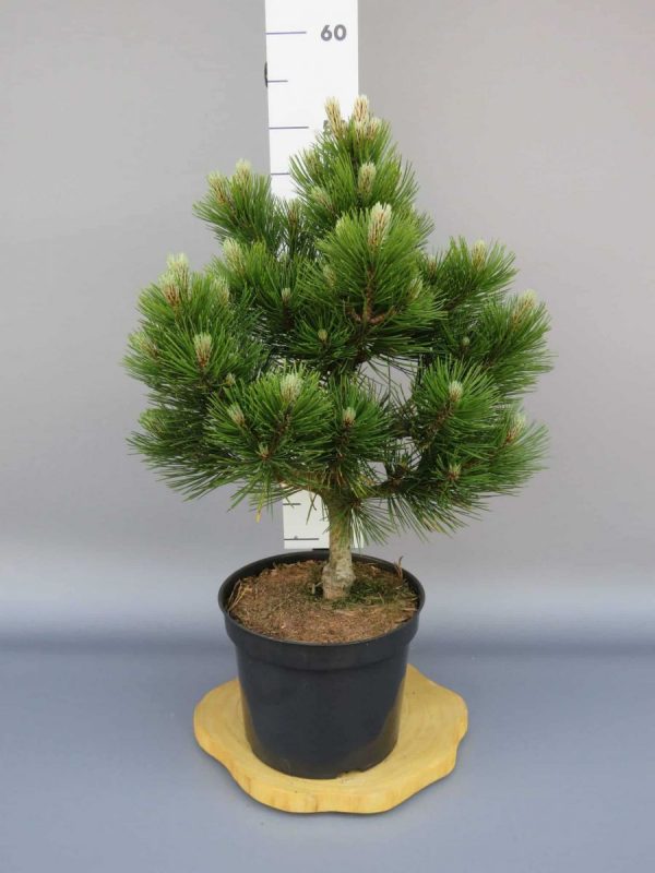 Сосна білокора - Pinus leucodermis Compact Gem (висота H 60-80 см, горщик 15л)