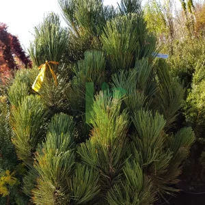 Сосна білокора - Pinus leucodermis Den Ouden (висота H 60-80 см, горщик 15л)