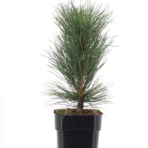 Сосна чорна – Pinus nigra (висота H 30-40 см, горщик 3л)