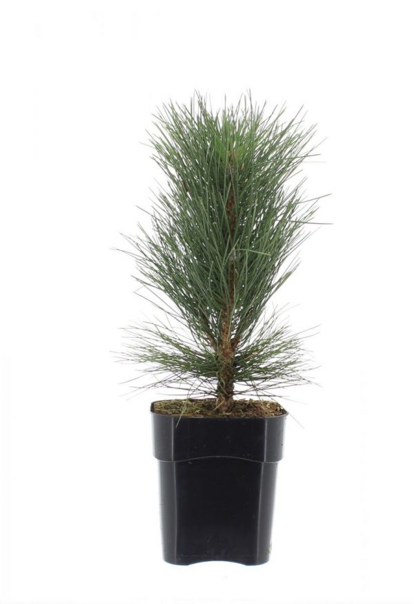 Сосна чорна – Pinus nigra (висота H 30-40 см, горщик 3л)