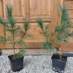 Сосна румелійська - Pinus peuce (висота H 30-40 см, горщик 3л)