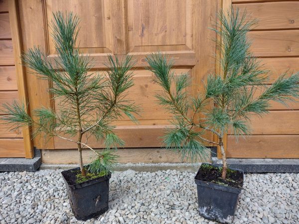 Сосна румелійська - Pinus peuce (висота H 30-40 см, горщик 3л)