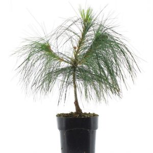 Сосна веймутова – Pinus strobus (висота H 30-40 см, горщик 3л)