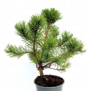 Сосна гачкувата – Pinus uncinata (висота H 30-40 см, горщик 3л)