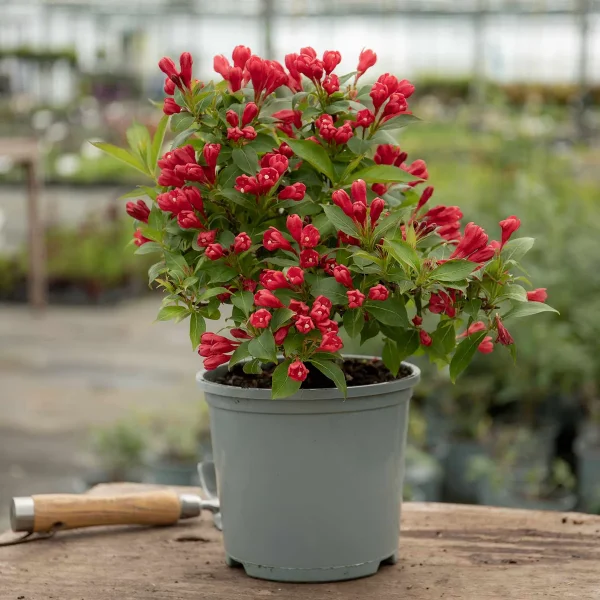 Вейгела цвітуча – Weigela florida All Summer Red (висота H 20-40 см, горщик 3л)