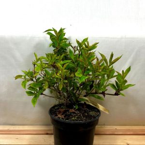 Вейгела цвітуча – Weigela florida Mouling Rouge (висота H 20-40 см, горщик 3л)