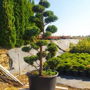 (Копія)Ялівець китайський - Juniperus chinensis Blue Alps (Нівакі) (висота H 200+ см, горщик 160л)