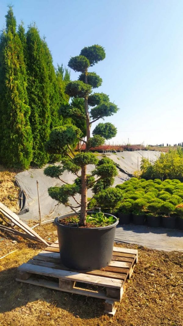 (Копія)Ялівець китайський - Juniperus chinensis Blue Alps (Нівакі) (висота H 200+ см, горщик 160л)