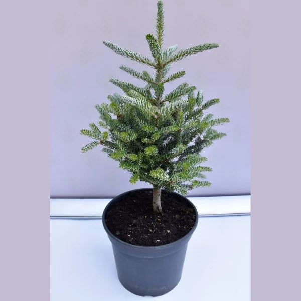 Ялиця корейська – Abies koreana Silberlocke (висота H 30-50 см, горщик 5л)