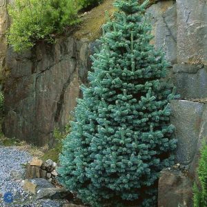 Ялиця шершавоплідна - Abies lasiocarpa Compacta (висота H 120-140 см, горщик 25л)