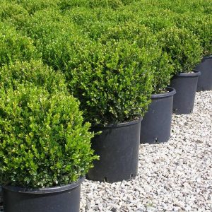 Самшит дрібнолистний – Buxus microphylla Faulkner (діаметр D 30-40 см, ком землі)