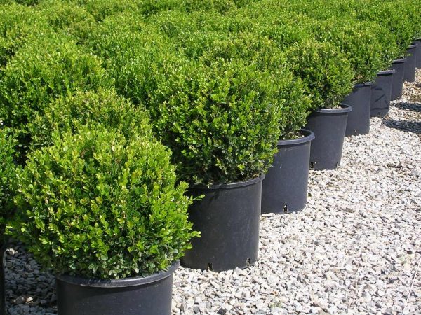 Самшит дрібнолистний – Buxus microphylla Faulkner (діаметр D 30-40 см, ком землі)