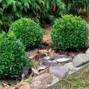 Самшит вічнозелений – Buxus sempervirens (діаметр D 30-40 см, ком землі)