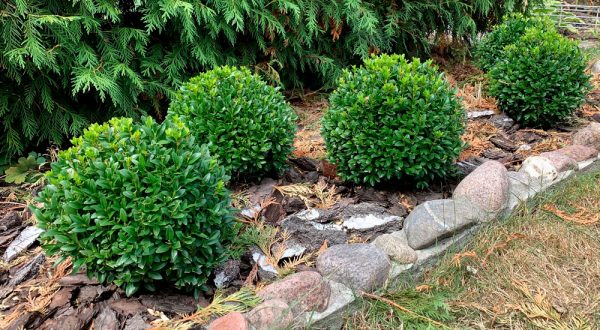 Самшит вічнозелений – Buxus sempervirens (діаметр D 30-40 см, ком землі)