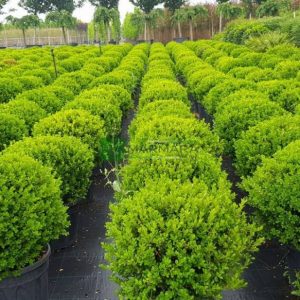 Самшит вічнозелений – Buxus sempervirens Rotundifolia (діаметр D 30-40 см, ком землі)