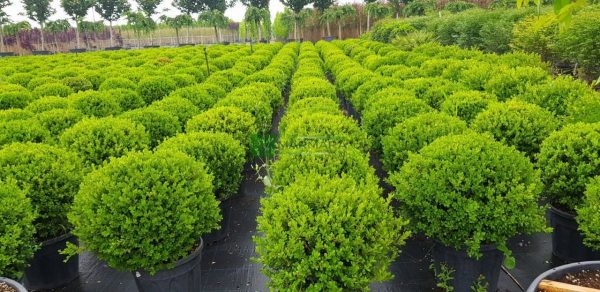 Самшит вічнозелений – Buxus sempervirens Rotundifolia (діаметр D 30-40 см, ком землі)